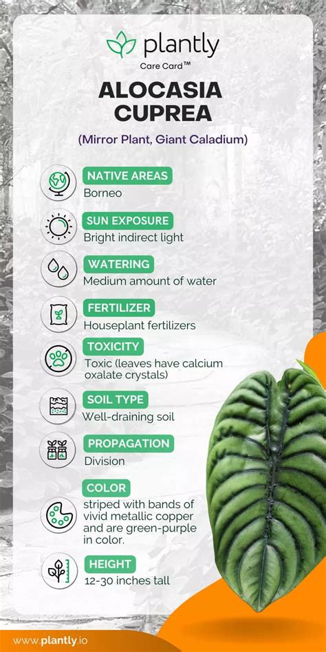 alocasia moisture meter level|alocasia plant care instructions.